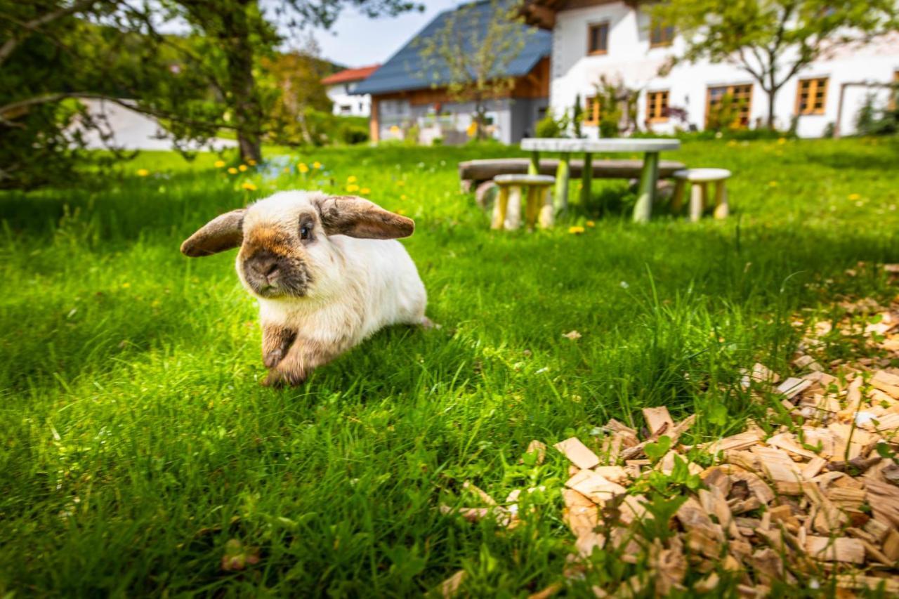 Appartamento Vorderreithbauer Hof bei Salzburg Esterno foto