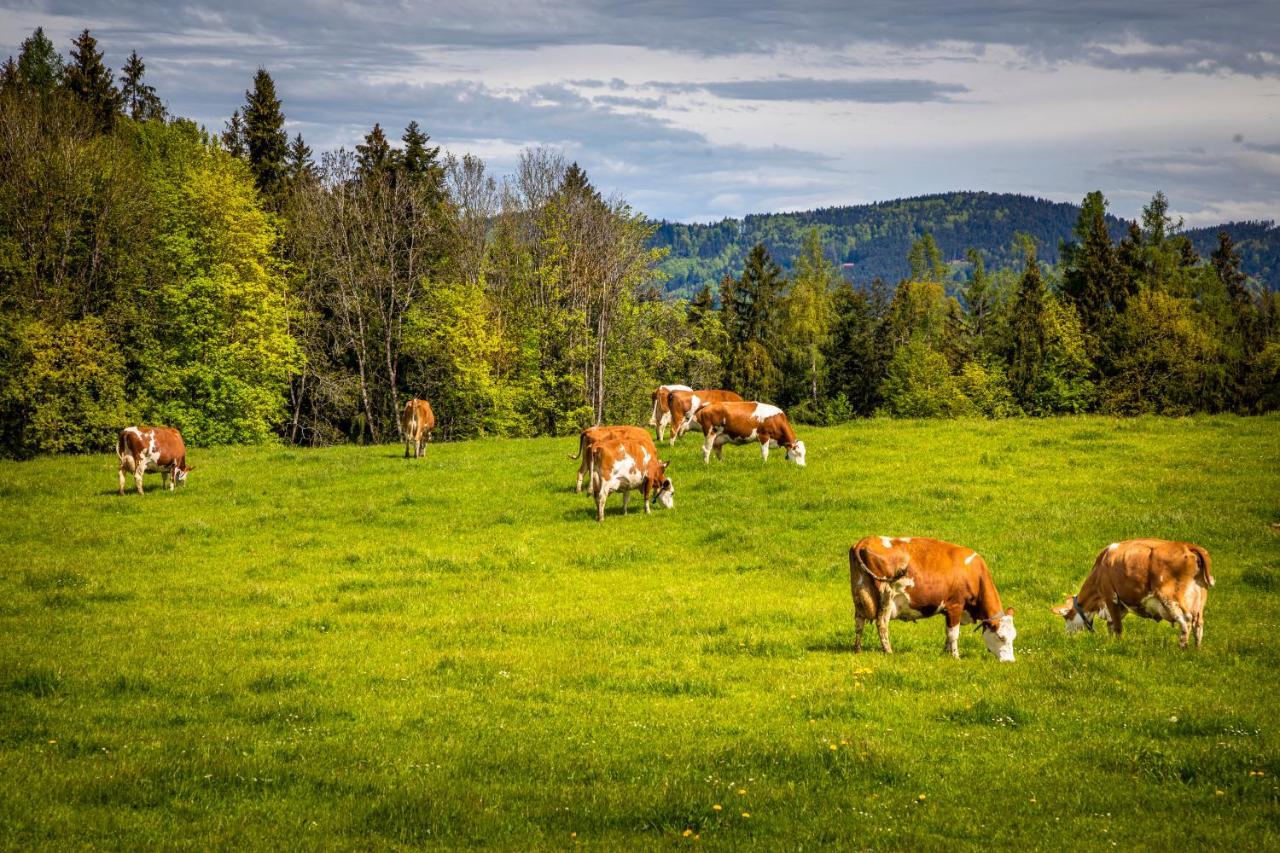 Appartamento Vorderreithbauer Hof bei Salzburg Esterno foto